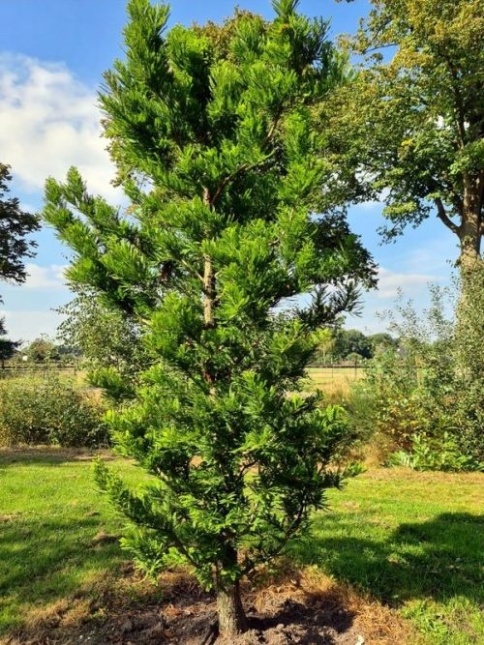 Taxodium distichum 'Peve Minaret'