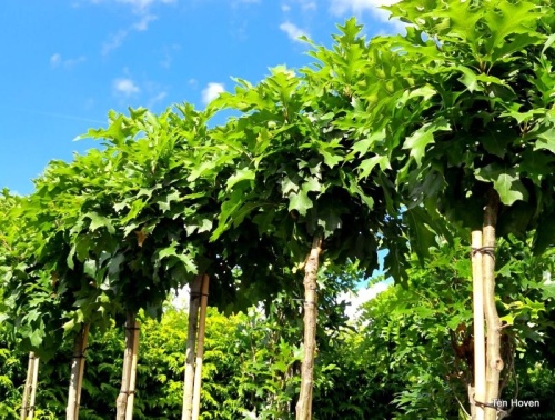 Quercus palustris 'Green Dwarf'