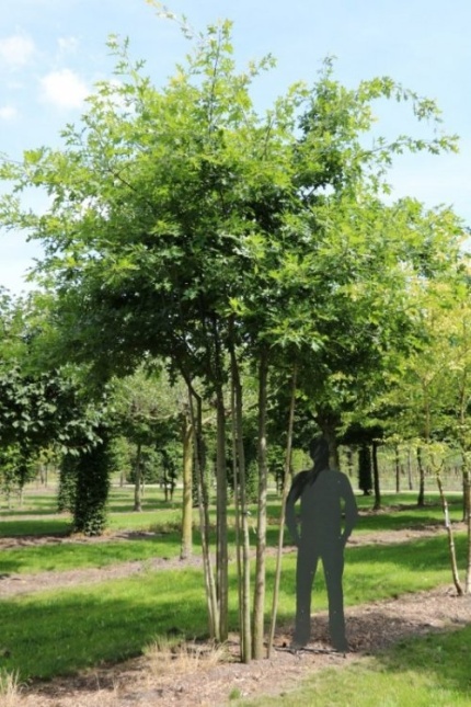 Quercus palustris meerstam