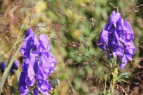 Aconitum carmichaeli 'Arendsii' detailfoto