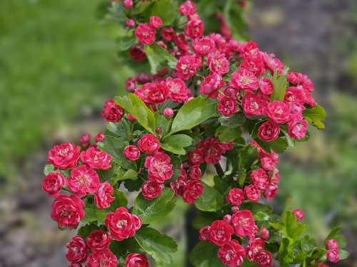 Crataegus media 'Paul's Scarlet' bloei