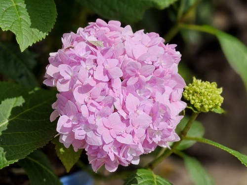 Hydrangea macrophylla 'Endless Summer'  Pink.  kent vele kleurnuances