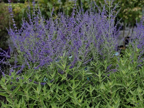 blauwe perovskia met lavendel in rozentuin