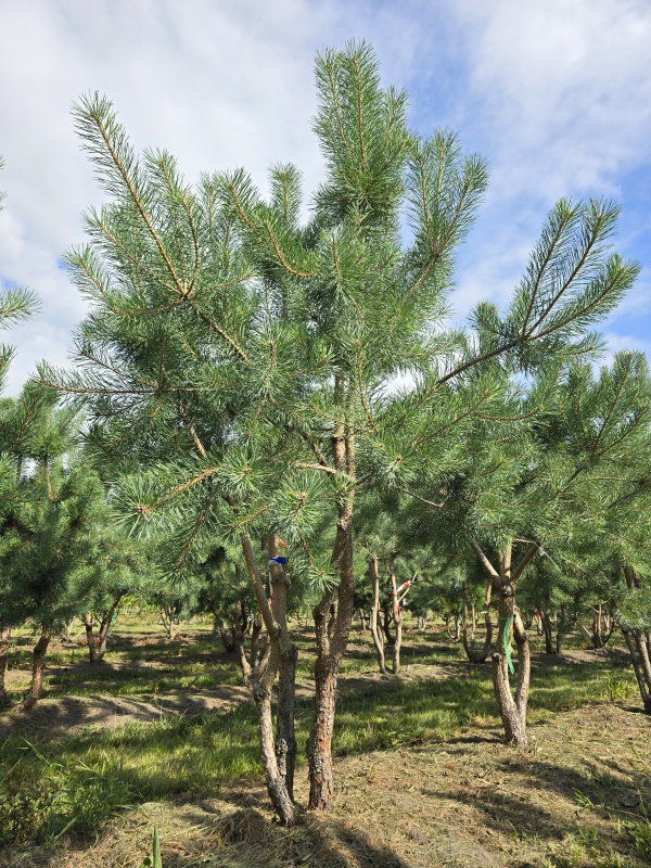 Waldkiefer