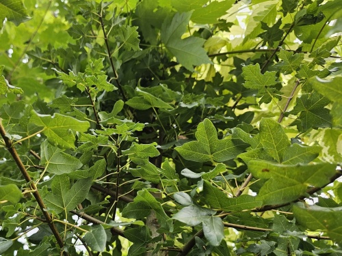 Acer monspessulanum zomerblad Franse esdoorn
