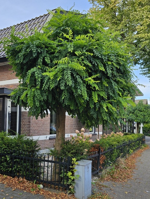 Bol acacia op hoogstam in september 2024