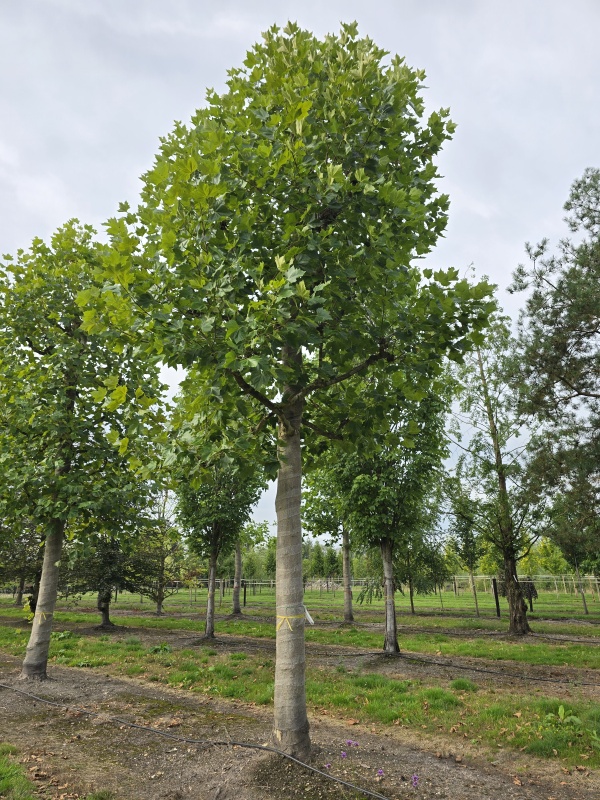 Franse knotplataan