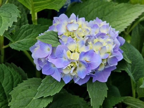Blauwe hortensia met verse bloemen in juni. Type Endless Summer