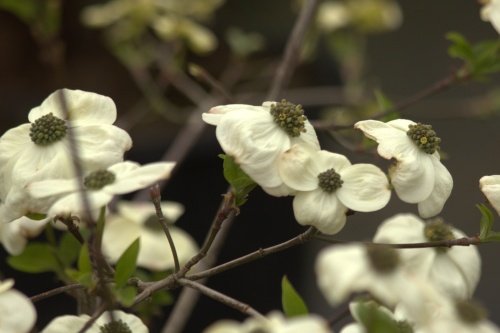 Grootbloemige kornoelje met witte schutbladeren