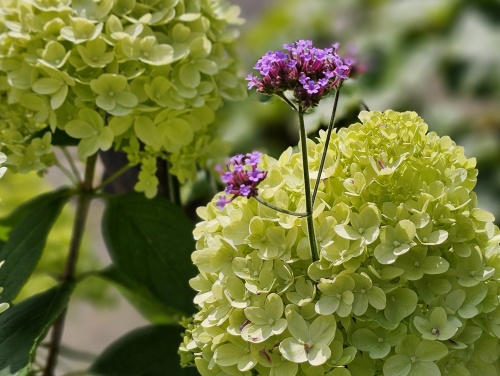 Detailfoto van de bloei van de vaste plant IJzerhard