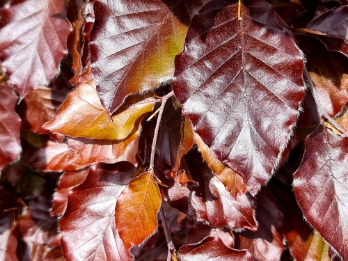 Fagus sylvatica 'Atropunicea'  rode beuk