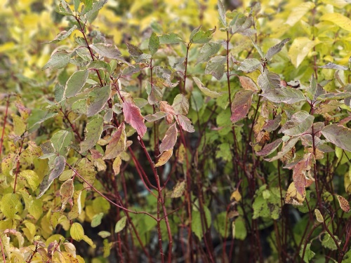 Witte Kornoelje 'Gouchaultii' herfstkleuren
