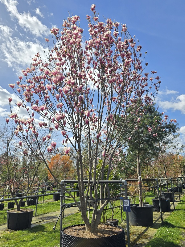 Magnolia