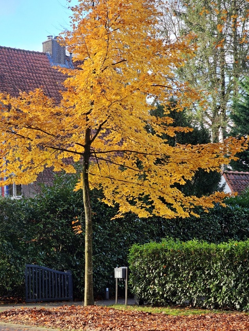 Groene Beuk, herfst