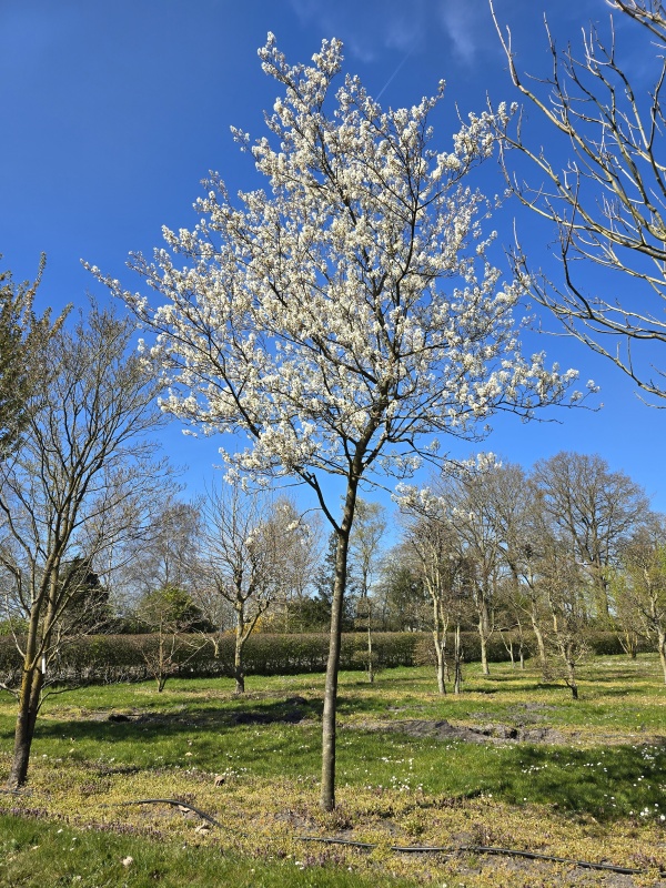 Krentenboompje