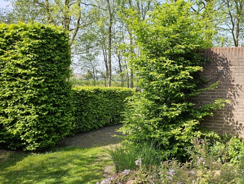 Carpinus betulus haag en boog april 2024