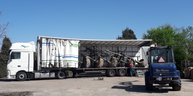 Transportkosten grote bomen op maat