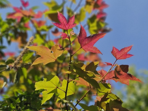 Liquidambar formosana 'Ellen'