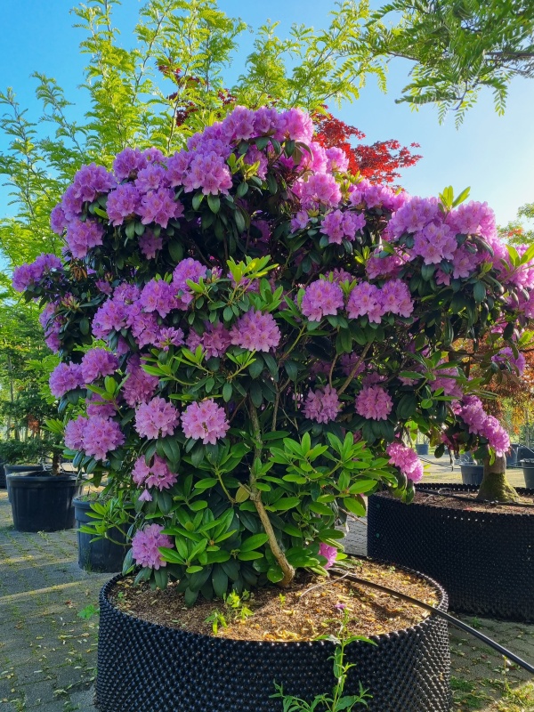 Rhododendron