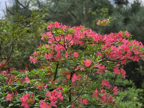 Azalea Knaphill in volle bloei op de kwekerij van THB in Apeldoorn