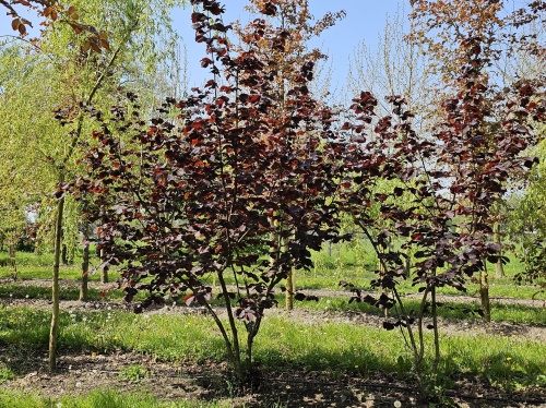 Corylus Rote Zellernote,  Rode Zellernoot