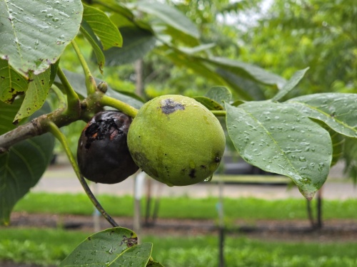 Walnoot 'Cyril' - Juglans regia 'Cyril'
