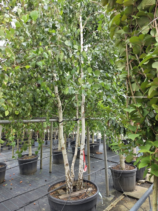 Ruwe Berk