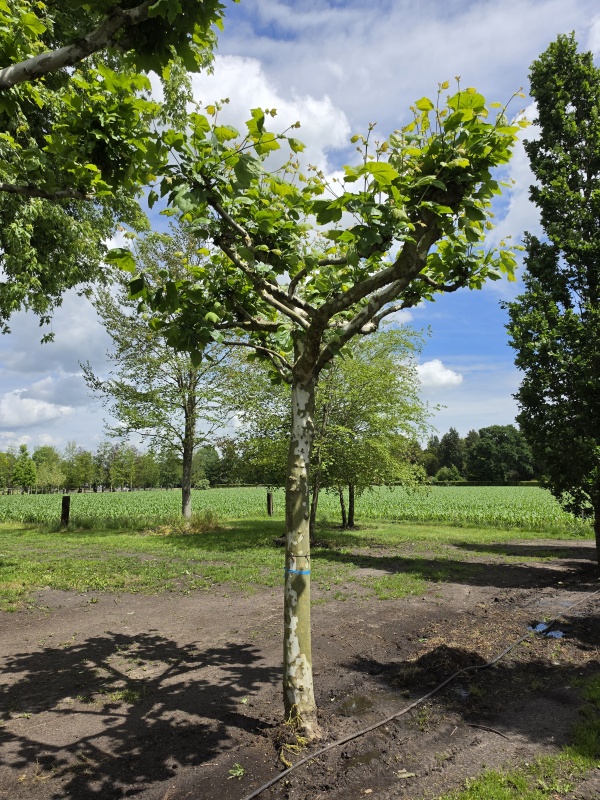 Dakplataan
