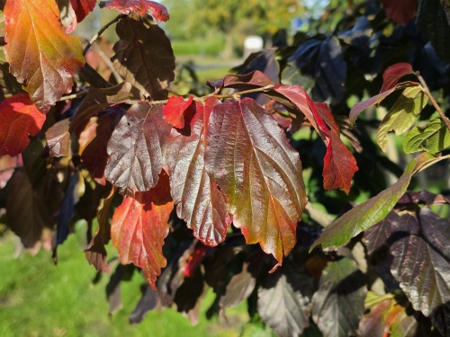 Parrotia persica herfstkleuren