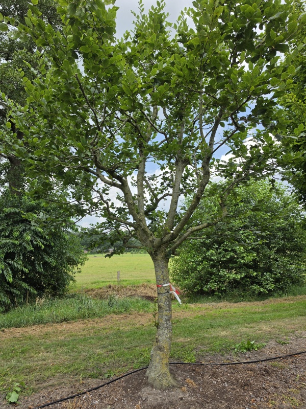 HAAGBEUK als ruige karakterboom