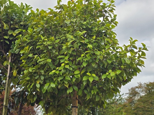 camellia boomvorm