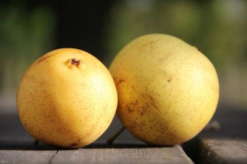 Nashi Peer "Kosui"  - Pyrus pyrifolia 'Kosui'