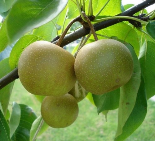 Nashi Peer "Niitaka" - Pyrus pyrifolia 'Niitaka'