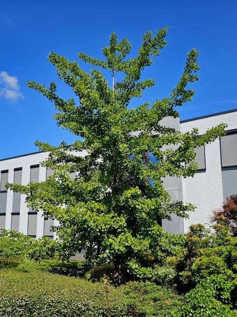 Ginkgo Biloba in mei