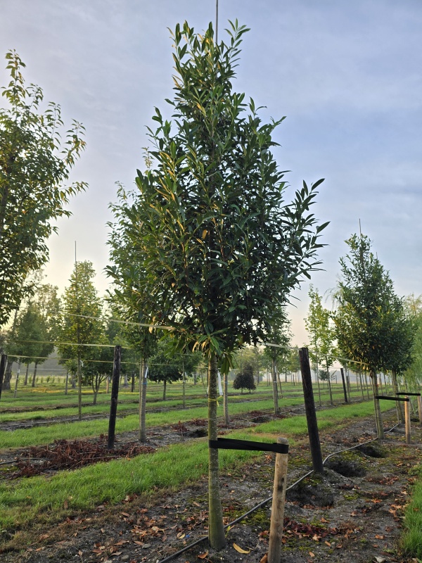 Laurierkers 'Caucasica'