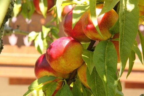 Nectarine 'Ruby Gold'  - Prunus persica 'Ruby Gold'