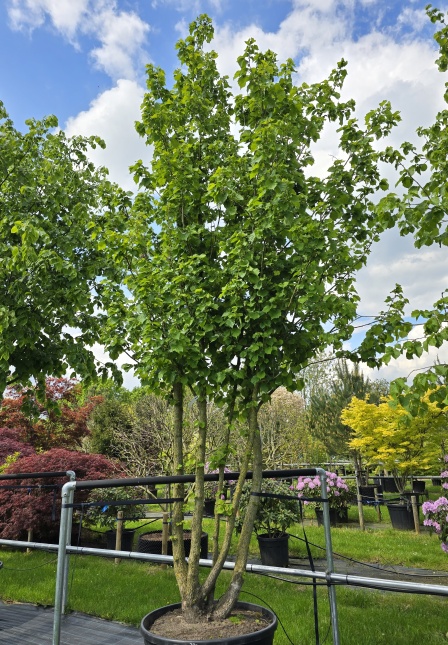 Turkse Hazelaar, corylus colurna
