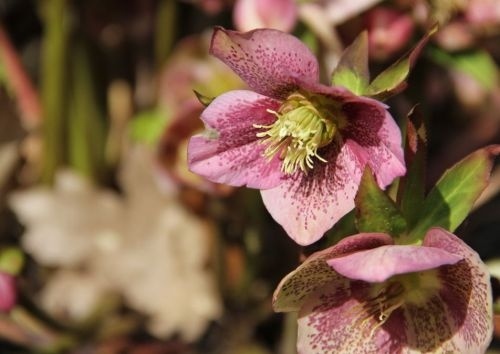 Prachtige bloemen van de winterbloeier Helleborus orientalis