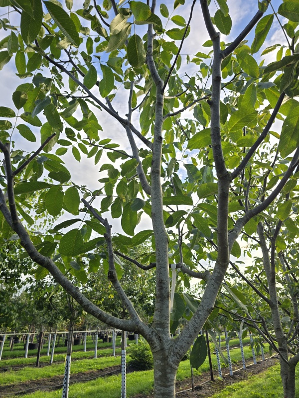 Walnuss 'Cyril'
