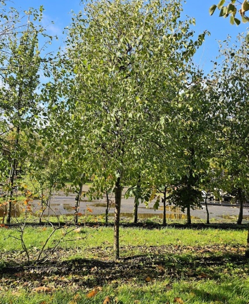 Vuilboom, Sporkehout herfst