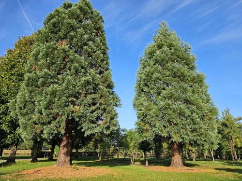 2 volwassen mammoetbomen op de kwekerij van THB in Apeldoorn. 2025