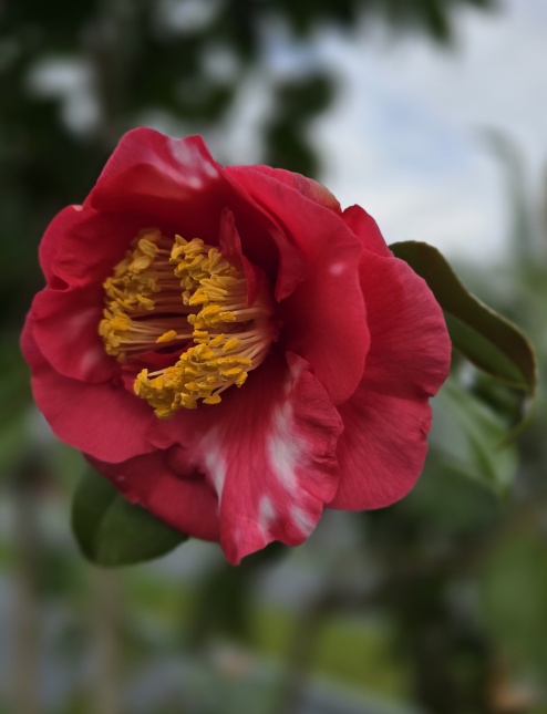 Camellia japonica Tomorrow Park Hill