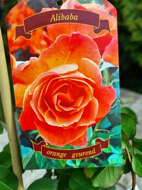 rosa alibaba