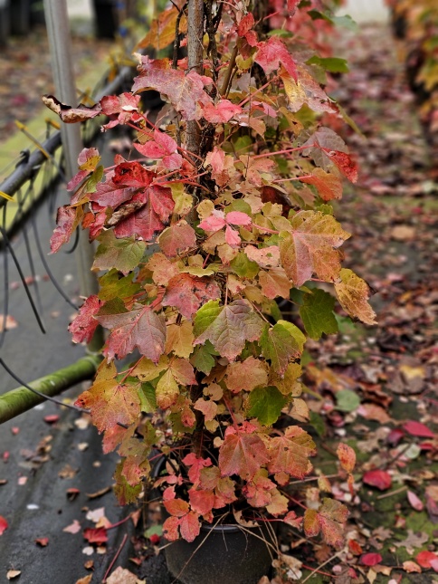 herfstkleuren van de zelfhechtende klimplant, de Oosterse Wingerd