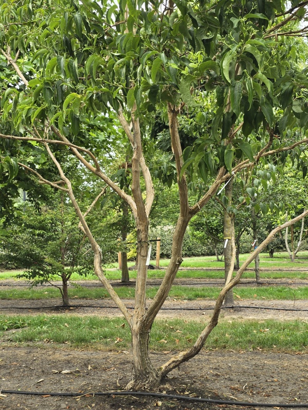 Zevenzonenboom