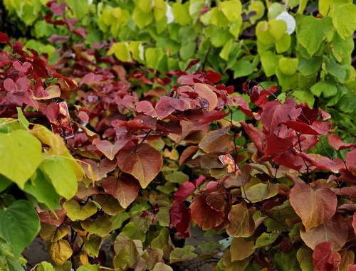 Cercis canadensis 'Merlot'