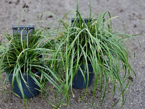 Siergras 'Evergreen'