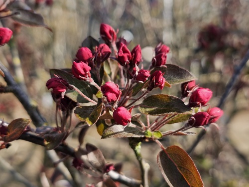 Sierappel 'Profusion', hoogstam boom met 'echte' fruit bloesem