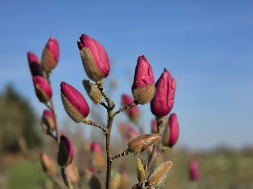 Magnolia 'Black Tulip'