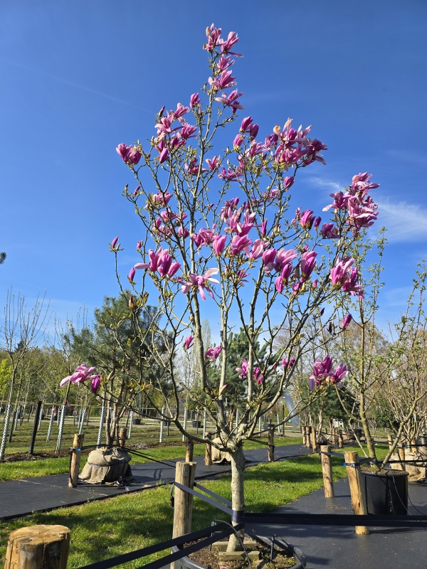 Magnolia 'Susan'